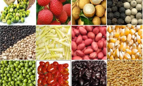 Nhiều doanh nghiệp xuất khẩu nông sản sang Nga gặp khó khăn