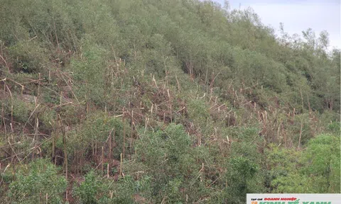 Cây keo gãy đổ ngổn ngang sau bão, chủ rừng trắng tay