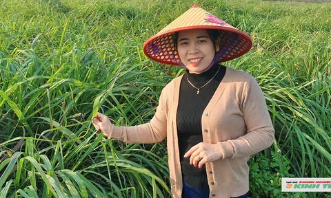 Nữ giáo viên gác phấn trắng "hồi sinh" giá trị thảo dược vùng quê