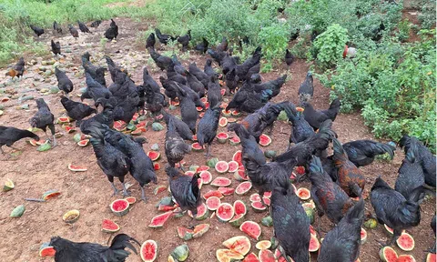 Hiệu quả từ mô hình nuôi gà H'mông thương phẩm an toàn sinh học