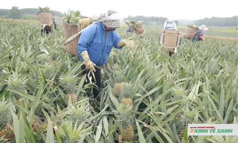 Bước chuyển mình của hệ thống khuyến nông với mô hình chính quyền 2 cấp