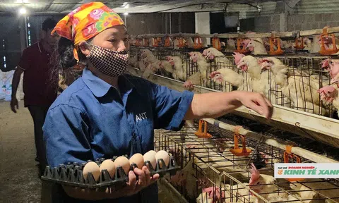 Nghệ An tập trung phát triển chăn nuôi, đảo đảm nguồn cung vào dịp cuối năm
