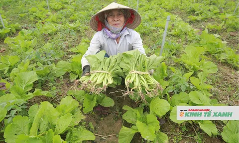 Rau đội giá sau mưa lũ, nông dân Nghệ An phấn khởi vì bội thu