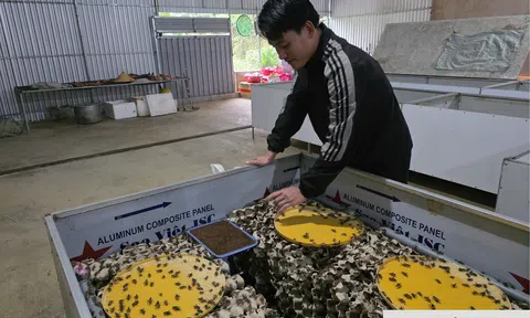 Thanh niên Nghệ An lập nghiệp thành công nhờ nuôi loài vật “vắn số”