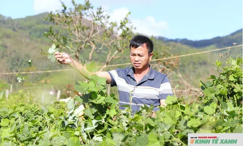 Từ những bước chân gõ cửa từng nhà đến “trái ngọt” phục hồi cây trồng đặc sản