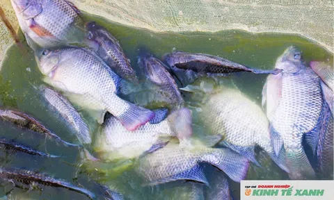 Kỳ vọng nuôi cá rô phi Hồng Sinh thương phẩm trong ao đất