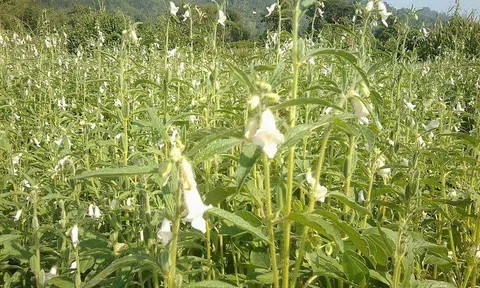 Tiềm năng phát triển cây vừng trên đất Nghệ An