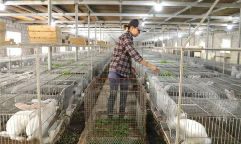 Giải pháp phát triển kinh tế tuần hoàn trong nông nghiệp tại Nghệ An