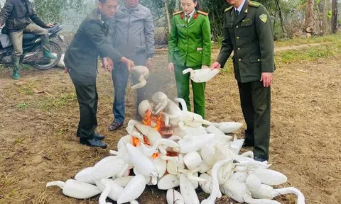 Nghệ An đồng loạt ra quân truy quét, ngăn chặn nạn tận diệt chim trời
