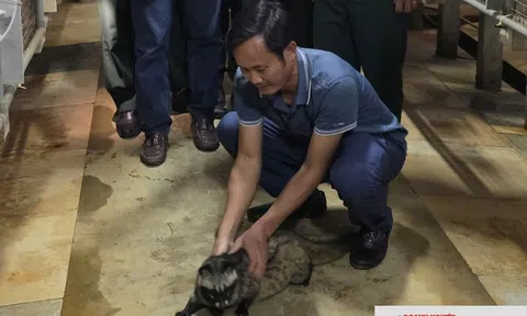 Chủ khách sạn ở Nghệ An chuyển sang nuôi chồn hương, thu nhập hàng trăm triệu đồng mỗi năm