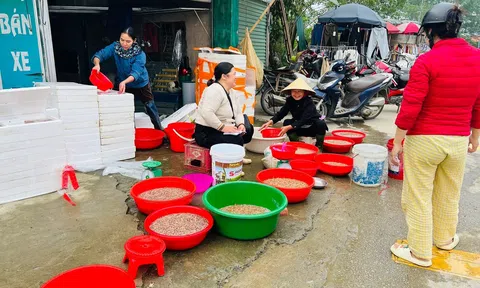 Người dân chong đèn ra đồng vớt “lộc trời”, thu tiền triệu mỗi đêm