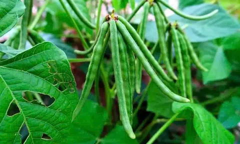 Trồng thâm canh cây đậu xanh- mô hình nông nghiệp kiểu mẫu cho vùng Tây Bắc xứ Nghệ