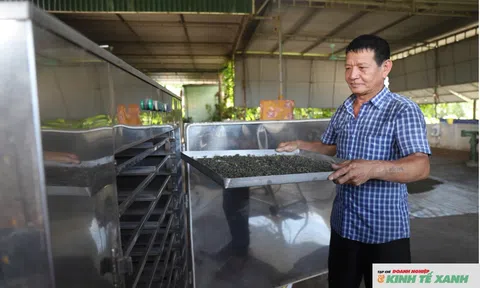 Lão nông biến vùng đất cằn thành “thủ phủ” chè nức tiếng xứ Nghệ