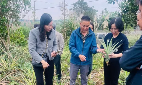 Sở Nông nghiệp và Môi trường kiểm tra thực địa, chỉ đạo sản xuất và phòng trừ bệnh thối nõn hại dứa
