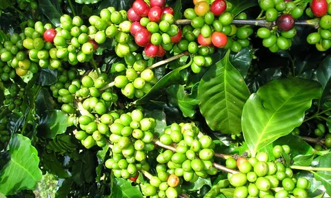 Giá cà phê hôm nay 9/6/2025: Giá cà phê ở mức 113.900 đồng/kg