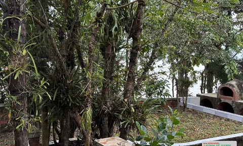 Người đam mê bảo tồn lan rừng Tây Nguyên