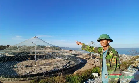 Người nuôi tôm điêu đứng sau bão