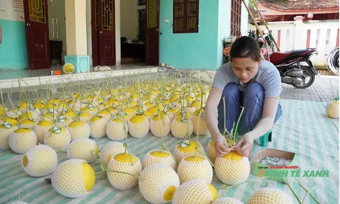 Bỏ lúa truyền thống, nông dân Thiệu Hưng làm giàu nhờ dưa lưới công nghệ cao