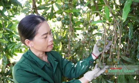 Khi thầy cô “bỏ phấn trắng” trồng cây tỷ đô