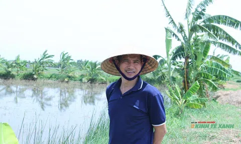 Trồng lúa hữu cơ – phục hồi hệ sinh thái, nhân đôi nguồn thu nhập