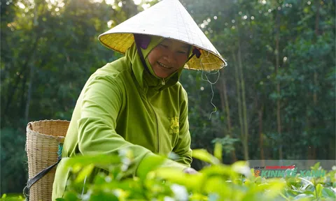 Nâng tầm thương hiệu chè Như Xuân