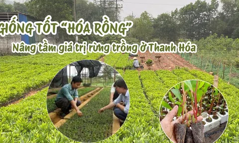 Giống tốt “hóa rồng” – Nâng tầm giá trị rừng trồng ở Thanh Hóa