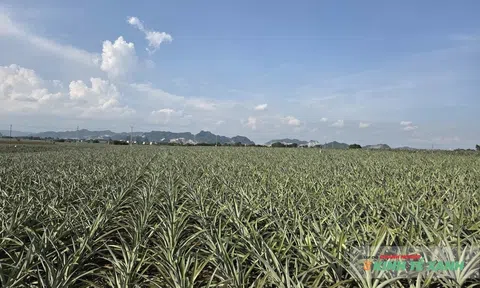 Xây dựng hệ sinh thái nông nghiệp hiện đại, khẳng định thương hiệu và nâng cao vị thế