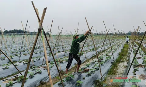 Thanh Hóa: Từ đổi mới tư duy canh tác đến dấu ấn tăng trưởng xanh