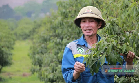 Thanh Hóa: Cấp mã số vùng trồng – “giấy phép thông hành” cho nông sản