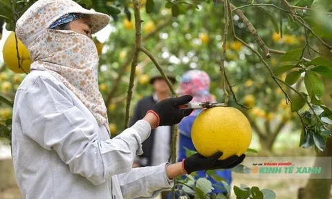 Đổi mới tư duy – chìa khóa đột phá trong nông nghiệp hiện đại