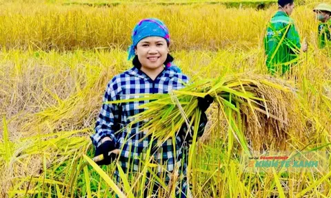 Hương lúa Cay Nọi - Niềm vui no ấm vùng biên