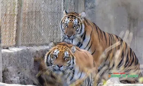 Hơn 18 năm nuôi trái phép, đàn hổ ở Thanh Hóa chuẩn bị về Vườn thú Hà Nội