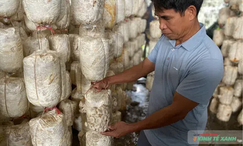 Trồng nấm sinh thái ở Ninh Bình - "Vàng trắng" từ rơm rạ