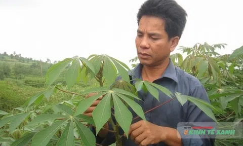 Thanh Hóa tìm đường “gỡ gánh nặng” cho cây sắn