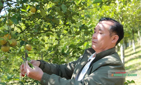 Người con của bản