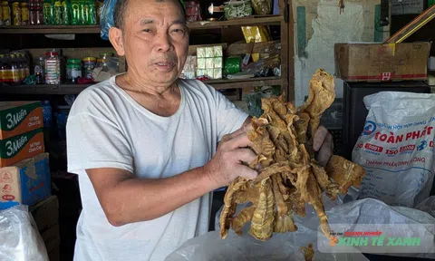 Đánh thức giá trị măng rừng nơi biên giới