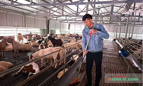 Nuôi dê thương phẩm – hướng thoát nghèo bền vững ở xã Trung Chính