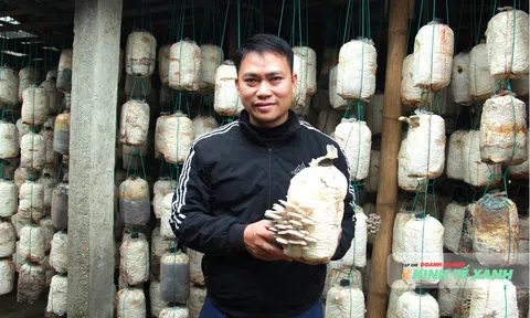 Chàng trai xứ Thanh đưa nấm sò vươn lên OCOP 3 sao