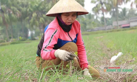 Phát triển hành tăm, hướng đi hiệu quả của Trường Văn