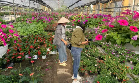 Làng hoa Ninh Phúc (Ninh Bình) tất bật chuẩn bị hoa Tết