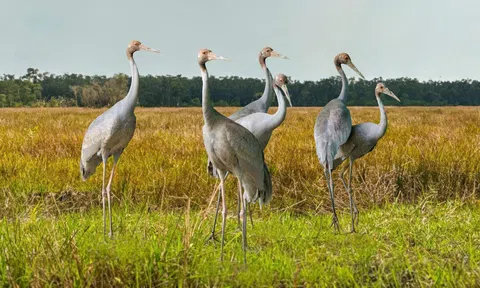 Đồng Tháp: Tín hiệu tích cực từ đề án bảo tồn sếu đầu đỏ