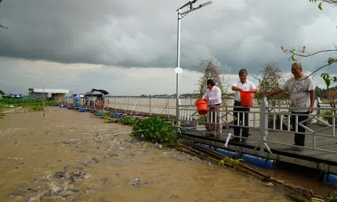 Đàn cá tự nhiên hàng chục tấn trên sông Tiền được người dân bảo vệ