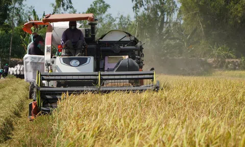 Hiệu quả của đề án 1 triệu ha chuyên canh lúa chất lượng cao