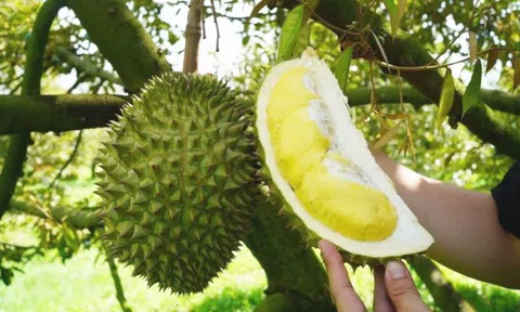 Đồng Tháp: Thử nghiệm khắc phục vùng trồng sầu riêng bị nhiễm cadimi