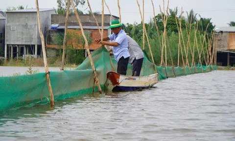Trải nghiệm du lịch trên cánh đồng nuôi cá mùa nước nổi ở Đồng Tháp