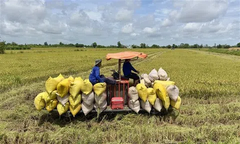 Sản lượng lúa thu hoạch ở An Giang đạt gần 6,5 triệu tấn