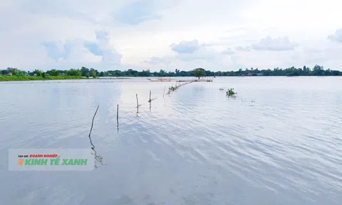 Mùa lũ Đồng bằng sông Cửu Long - Bài 1: Những ngư dân đợi mùa nước nổi tràn đồng