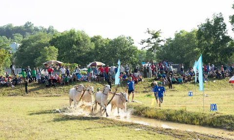 Đôi bò của ông Chau Khon đoạt giải nhất Hội Đua bò Bảy Núi - An Giang