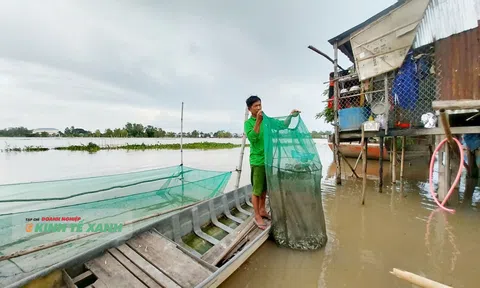Mùa lũ Đồng bằng sông Cửu Long - Bài cuối: Nhộn nhịp chợ cá đồng, phát triển nghề ăn theo