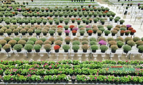 Đồng Tháp khẩn trương cho Festival Hoa - Kiểng Sa Đéc lần thứ II